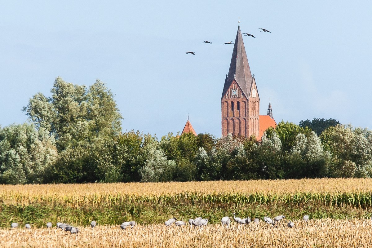 Felder zwichen Barthe und Fliegerhorst, © Arndt Gläser Felder zwichen Barthe und Fliegerhorst, © Arndt Gläser