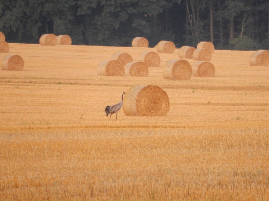 Rundbus Plauer See, © Rundbus Plauer See Rundbus Plauer See, © Rundbus Plauer See