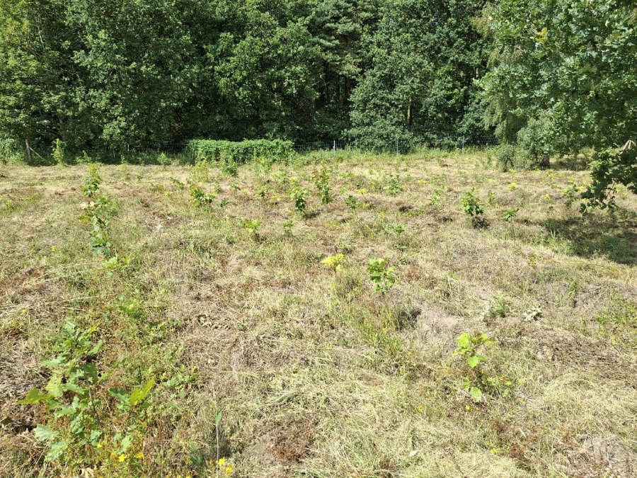 Klimawald Haidhof - J&uuml;ngste Auforstungen, &copy; Landesforst MV