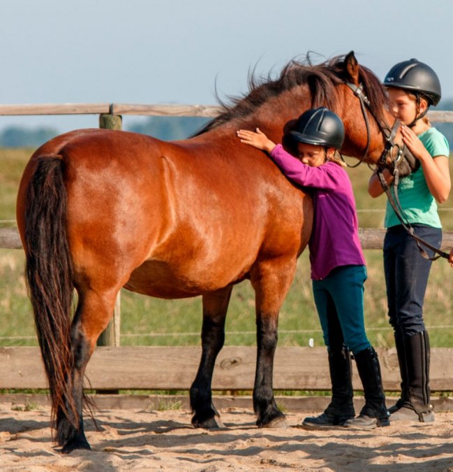 Reitangebote f&uuml;r jedes Niveau &ndash; von Ponyf&uuml;hren bis zum Gel&auml;nderitt, &copy; R&uuml;gen-Ferienhof