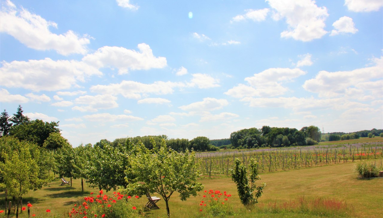 Blick &uuml;ber unseren Weingarten und die Obstb&auml;ume in die Ferne, &copy; Brigitte Leberl
