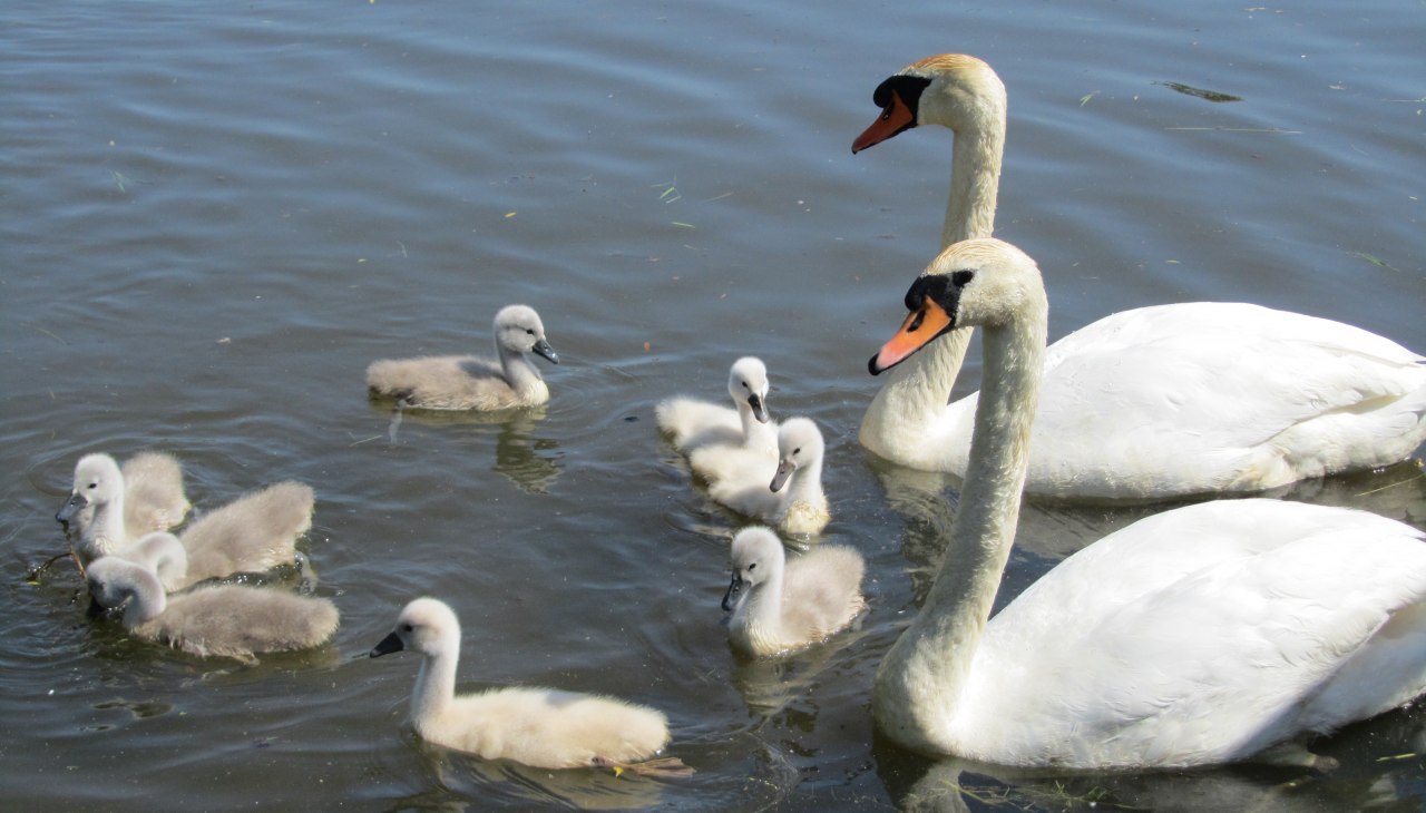 Schw&auml;ne M&uuml;hlenteich, &copy; Jana Koch