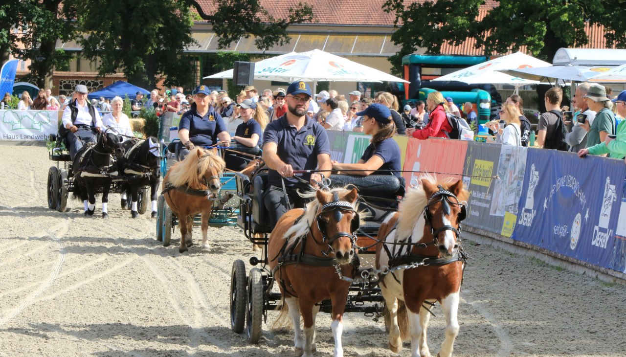 Pferdetage Landgest&uuml;t Redefin, &copy; Sven F&ouml;rst