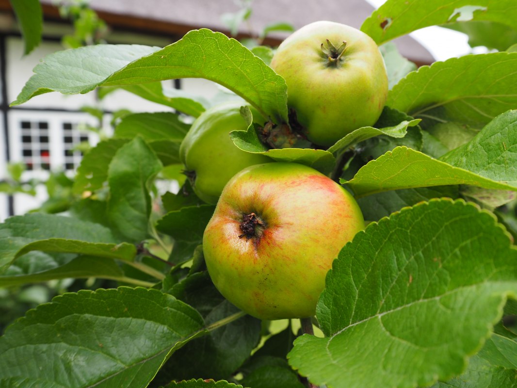 P7140047, &copy; Freilichtmuseum Klockenhagen