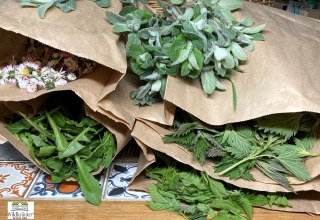 Wildkr&auml;uter // &copy; Jolanta Grenke