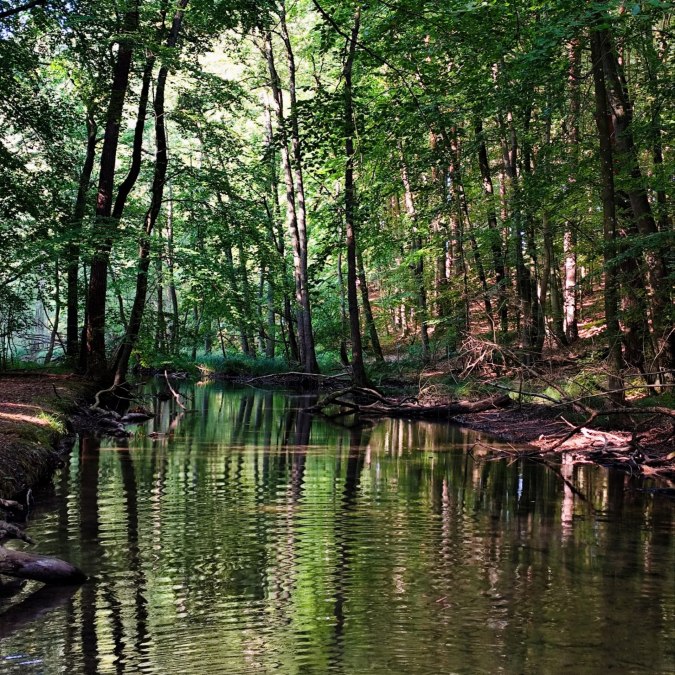 K&uuml;strinchenbach, &copy; Britta Daedelow-Seydl