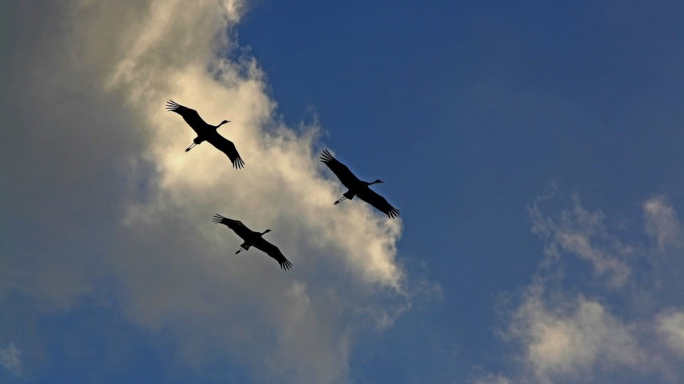 Kranichflug // © Frank Liebig Kranichflug // © Frank Liebig