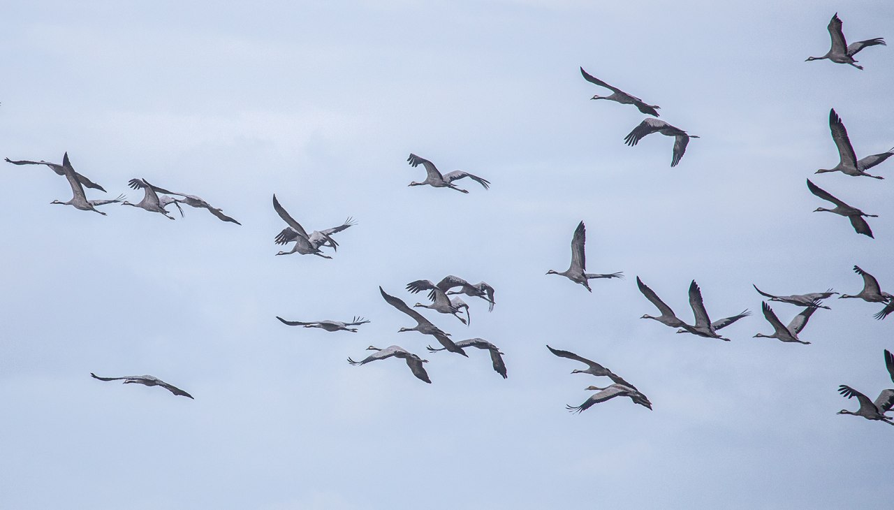 Gro&szlig;e Kranichtour ab Zingst mit dem Fahrgastschiff 'Sundevit', &copy; Wei&szlig;e Flotte GmbH
