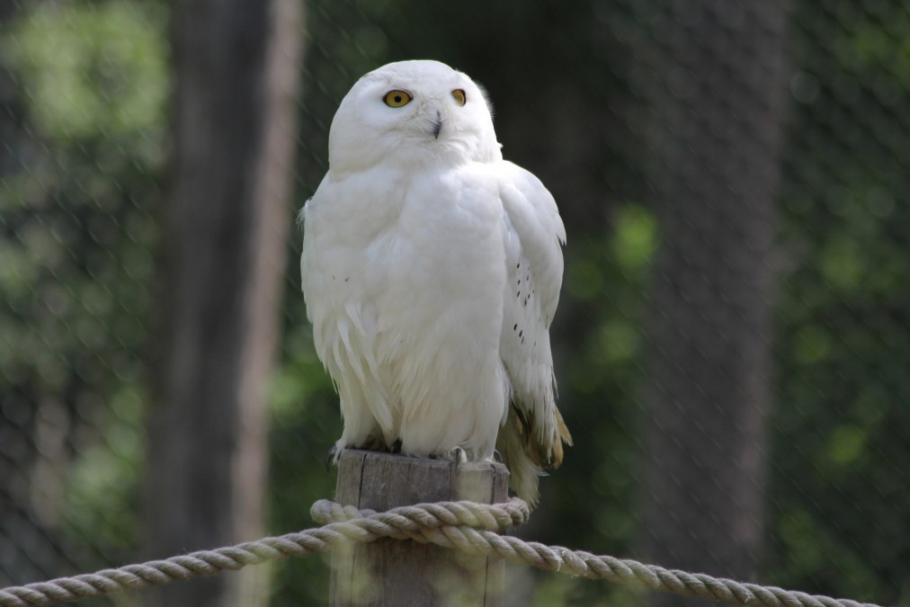 Schnee-Eule auf dem Eulenberg im Wildpark-MV, © Wildpark-MV