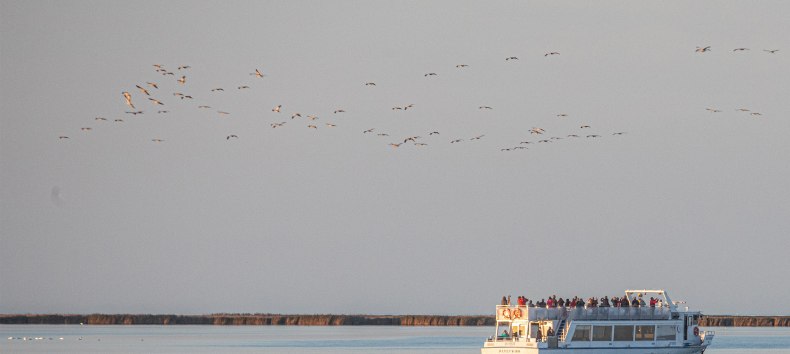 Beobachten Sie das faszinierende Naturschauspiel der majestätischen Kraniche bei einer Schiffstour ab Stralsund durch den Nationalpark Vorpommersche Boddenlandschaft zum Schlafplatz der Kraniche Nähe „Pramort“. // © Weiße Flotte GmbH Beobachten Sie das faszinierende Naturschauspiel der majestätischen Kraniche bei einer Schiffstour ab Stralsund durch den Nationalpark Vorpommersche Boddenlandschaft zum Schlafplatz der Kraniche Nähe „Pramort“. // © Weiße Flotte GmbH