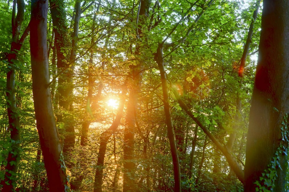 Waldbaden Sommer (c) Kurverwaltung Goehren Martin Stoever _07-2019_P5I1387_6_5_4_3_HDR projects-2, &copy; Kurverwaltung Goehren / Martin Stoever