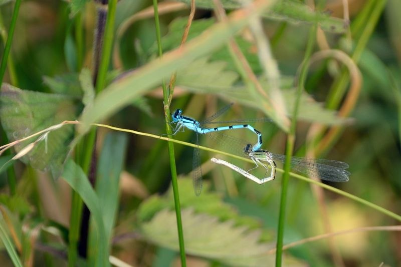 Libelle // &copy; Karsten Peter