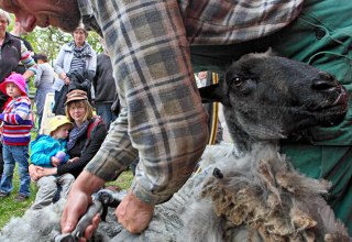 Schafschur im Freilichtmuseum Klockenhagen // © Freilichtmuseum Klockenhagen Schafschur im Freilichtmuseum Klockenhagen // © Freilichtmuseum Klockenhagen