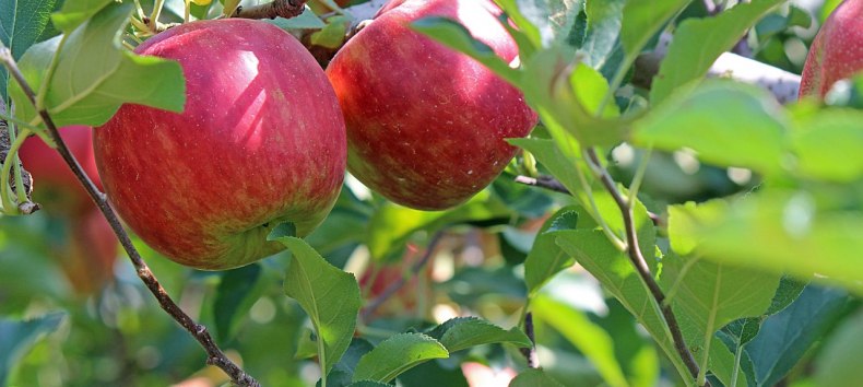 Alter Apfelbaum, &copy; kiyu_01