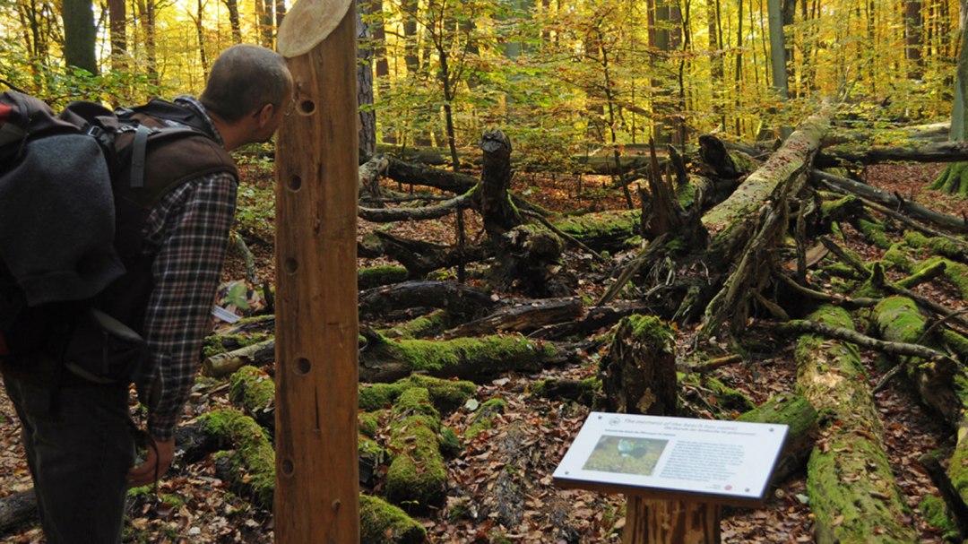 Blick auf eine umgefallene Buche, © Nationalparkamt Müritz / Lüthi-Herrmann