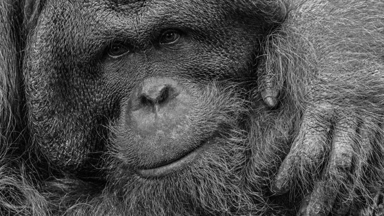 &copy; Lothar W&ouml;lfel