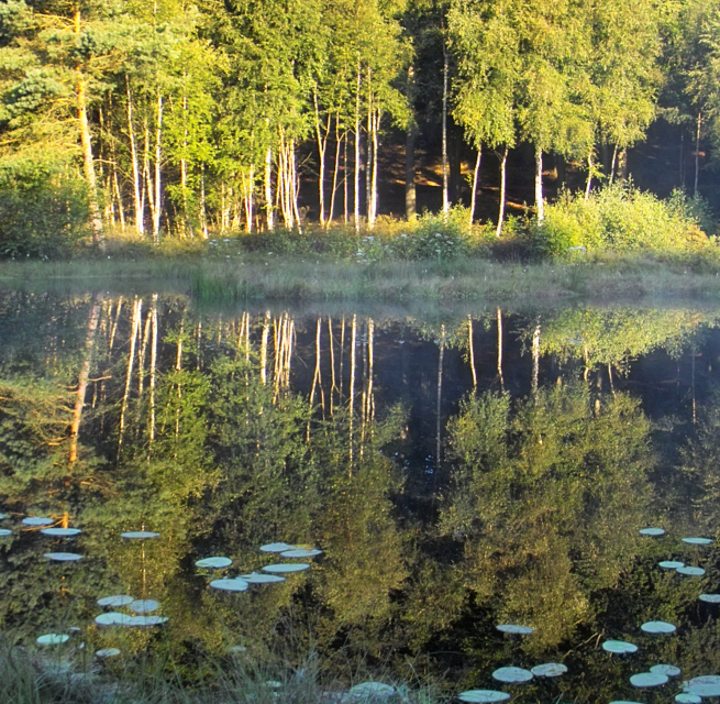 Naturschutzgebiet Mümmelkensee // © Naturpark Insel Usedom Naturschutzgebiet Mümmelkensee // © Naturpark Insel Usedom
