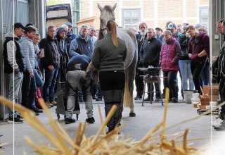 © Hufbeschlag Helm © Hufbeschlag Helm