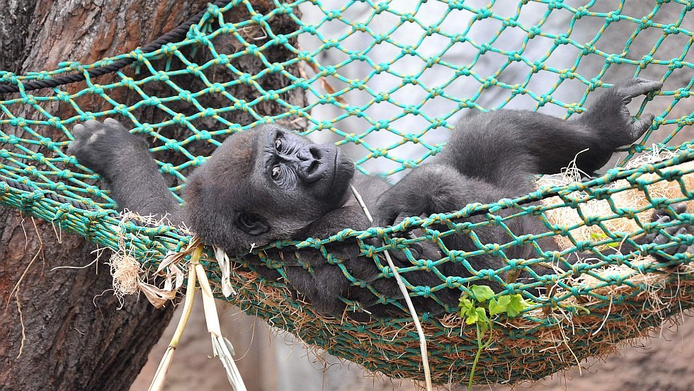 Die Welt der Gorillas im Zoologischen Garten Rostock entdecken // &copy; Zoo Rostock/ Kloock