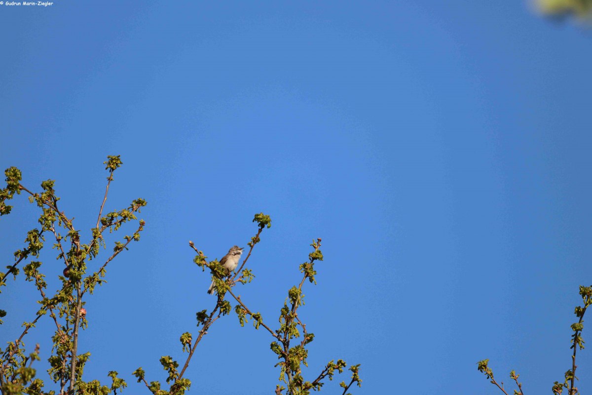 Der Fr&uuml;hling ist da und damit auch das Vogelgezwitscher. Jetzt im Fr&uuml;hjahr sind unsere Singv&ouml;gel besonders intensiv zu h&ouml;ren, sei es, um ein Weibchen zu umwerben oder einen Revieranspruch zu festigen.
Sich die ganzen Melodien zu merken und dann auch noch dem richtigen S&auml;nger zuzuordnen, damit sind manche Naturfreunde &uuml;berfordert. Die verschiedenen Lebensr&auml;ume, in denen die Arten zu Hause sind, geben Aufschluss &uuml;ber die Lebensweise. Damit die Vogelstimmen etwas vertrauter werden, l&auml;dt der F&ouml;rderverein des Naturparks Mecklenburgische Schweiz und Kummerower See zu einer Vogelstimmenwanderung ein. Gef&uuml;hrt wird diese von dem Ornithologen Peter Boje aus Teterow.
Der Treffpunkt ist in Teterow auf dem Parkplatz der Gastst&auml;tte &bdquo;Hohes Holz&ldquo;. Von hier aus wird zu Fu&szlig; etwa 3 Kilometer gewandert. Ein Fernglas solle unbedingt dabei sein. // &copy; Gudrun Marin-Ziegler