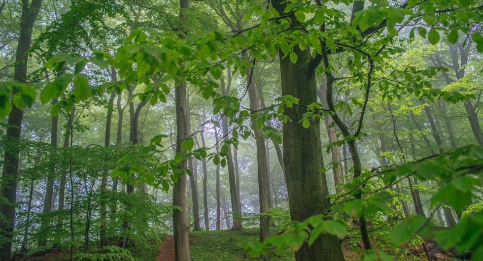 Wildnis im Nationalpark Jasmund // © TZR/C.Thiele Wildnis im Nationalpark Jasmund // © TZR/C.Thiele