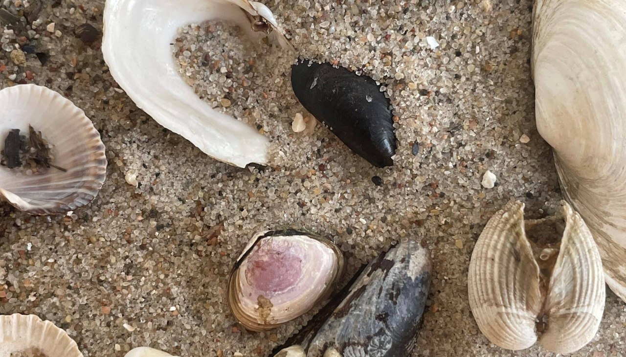 NaturWerkstatt: Kreatives mit Strandgut, © Erlebnis Akademie AG/NEZR NaturWerkstatt: Kreatives mit Strandgut, © Erlebnis Akademie AG/NEZR