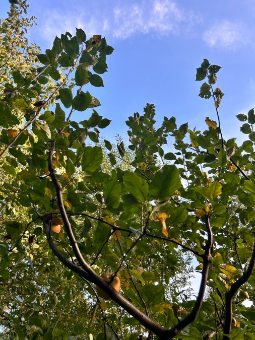 Junger Apfelbaum im Herbst, © Dagmar Heppner