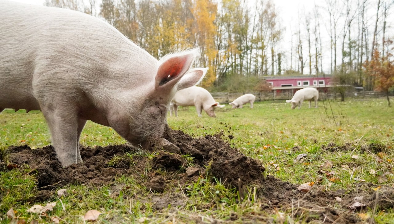 Schwein Hein bei den "Erdarbeiten", © Land der Tiere Schwein Hein bei den "Erdarbeiten", © Land der Tiere