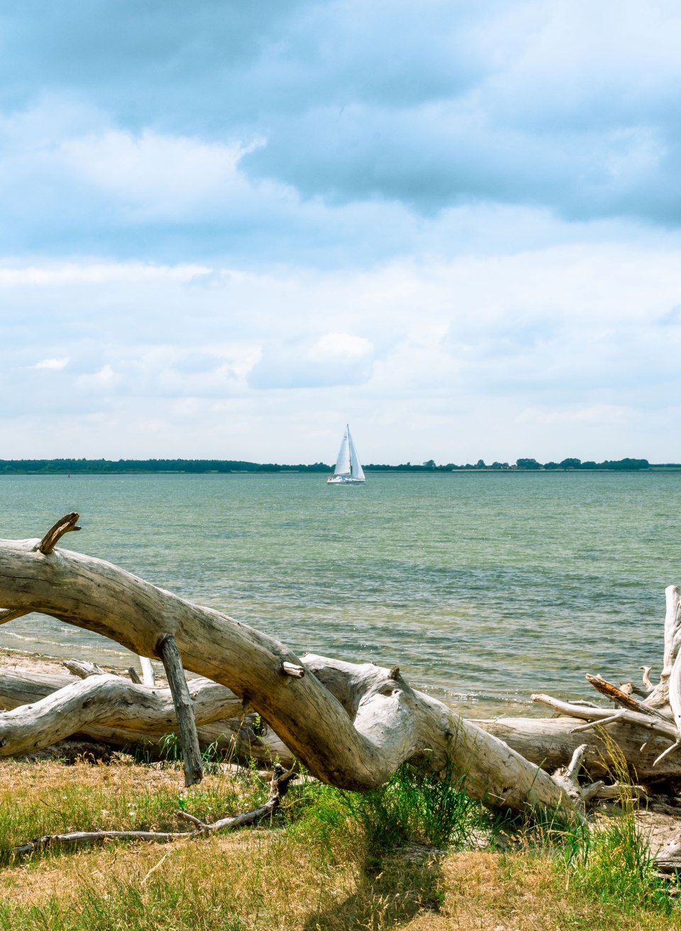 Gebleichtes Treibholz liegt am sandigen Ufer, im Hintergrund segelt ein weißes Boot über den Greifswalder Bodden. // Gebleichtes Treibholz liegt am Ufer, dahinter gleitet ein weißes Segel über das Wasser. Hier lässt sich die Weite des Boddens in Ruhe wahrnehmen. // © MV-T/Tiemann Gebleichtes Treibholz liegt am sandigen Ufer, im Hintergrund segelt ein weißes Boot über den Greifswalder Bodden.