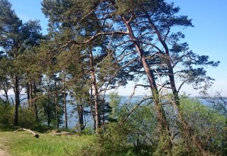 Windfl&uuml;chter an der S&uuml;dspitze Gnitz, &copy; TMV/Bodieschek