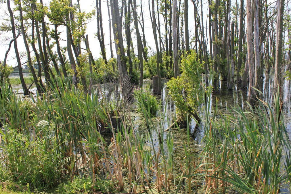 Gro&szlig;e Rosin, &copy; M. Kiauka