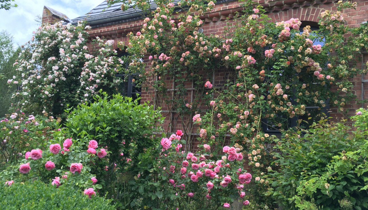 Omringd door geurende rozen: het landhuis Altbauhof, © Gutshaus Altbauhof Omringd door geurende rozen: het landhuis Altbauhof, © Gutshaus Altbauhof