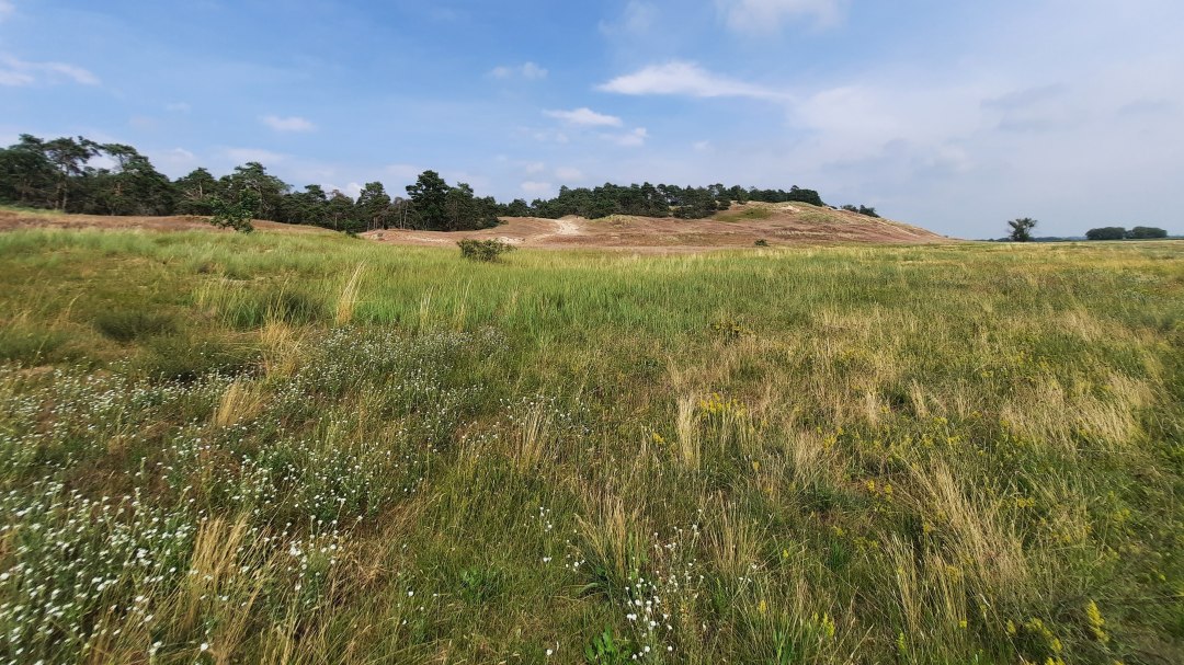 Binnendüne Klein Schmölen, © M. Lenthe