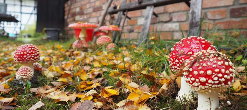 &copy; Freilichtmuseum Klockenhagen