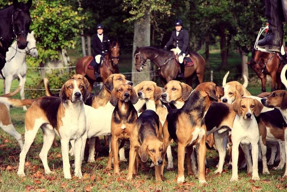 meute-hunde, &copy; Mecklenburger Meute