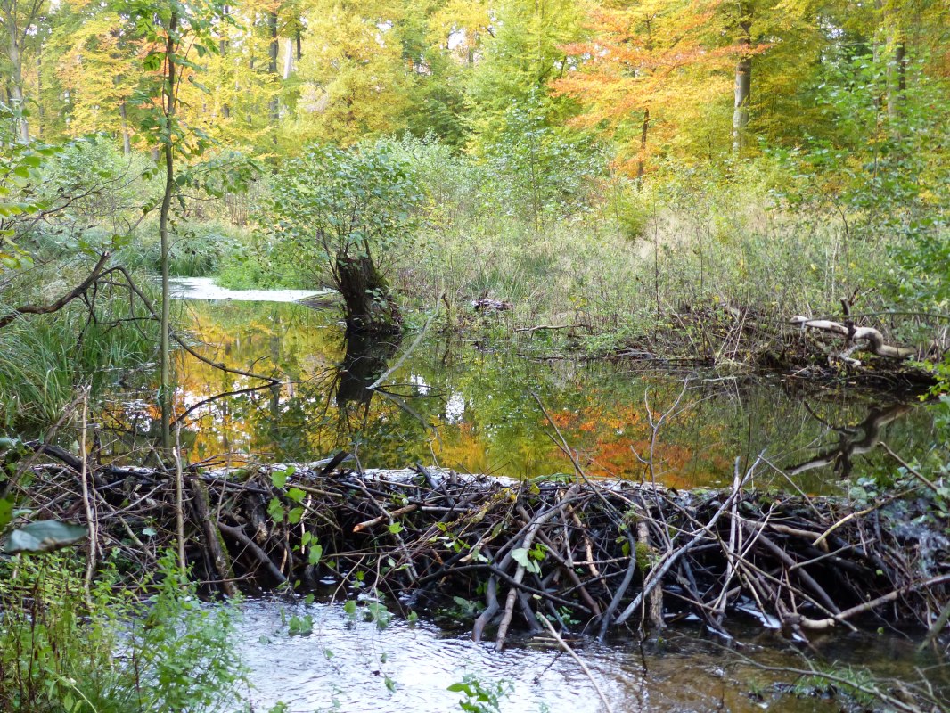 Biberdamm am Radebach // © Naturpark Sternberger Seenalnd Biberdamm am Radebach // © Naturpark Sternberger Seenalnd
