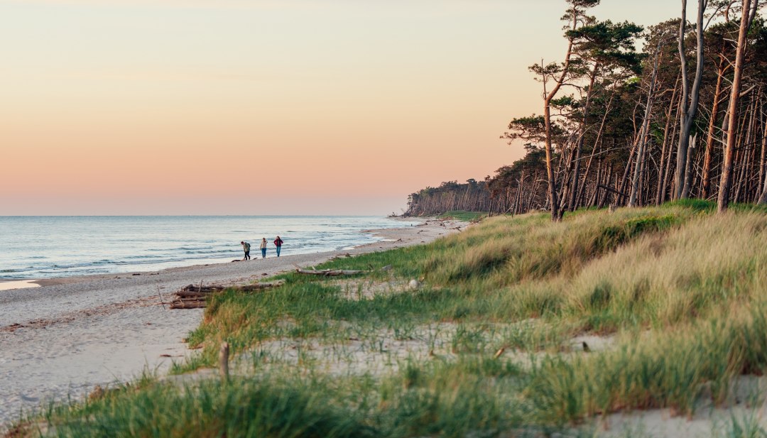 Abendstimmung am Weststrand auf dem Darß mit sanften Wellen, schrägen Küstenbäumen und Spaziergängern am Meer.