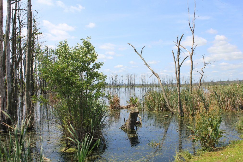 Gro&szlig;e Rosin, &copy; M. Kiauka