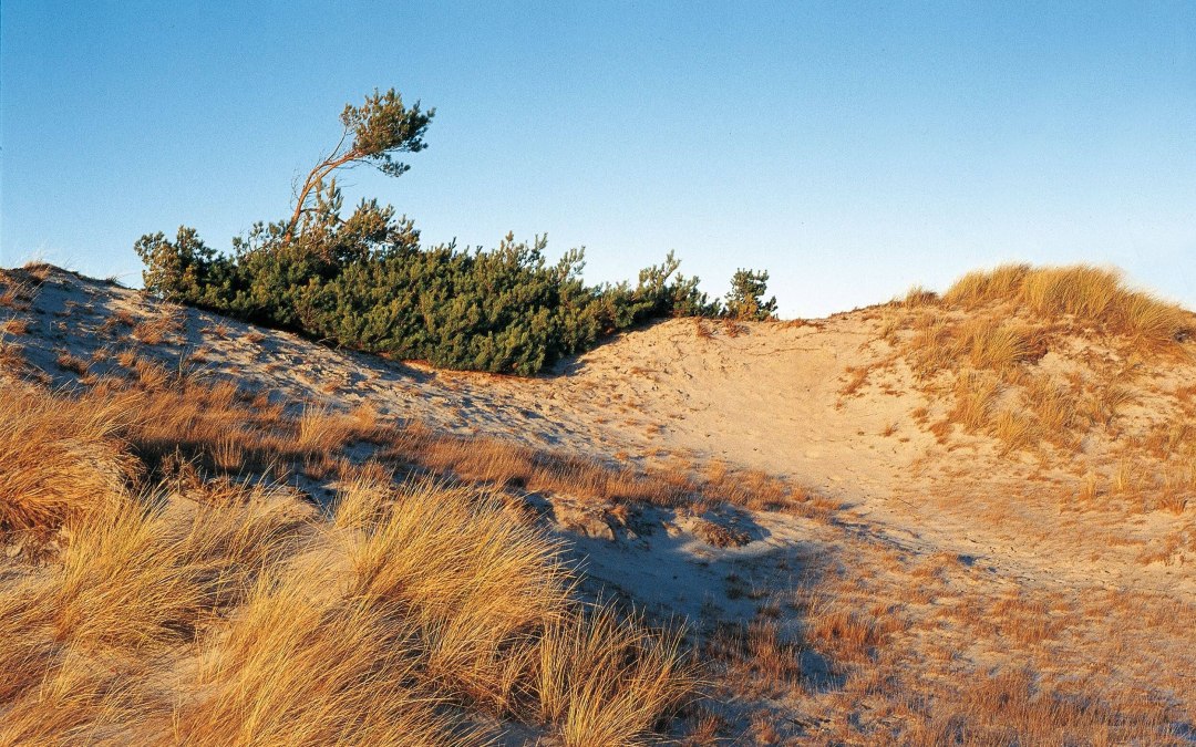 D&uuml;nenlandschaft bei Klein Schm&ouml;len // &copy; MV-T/Neumann