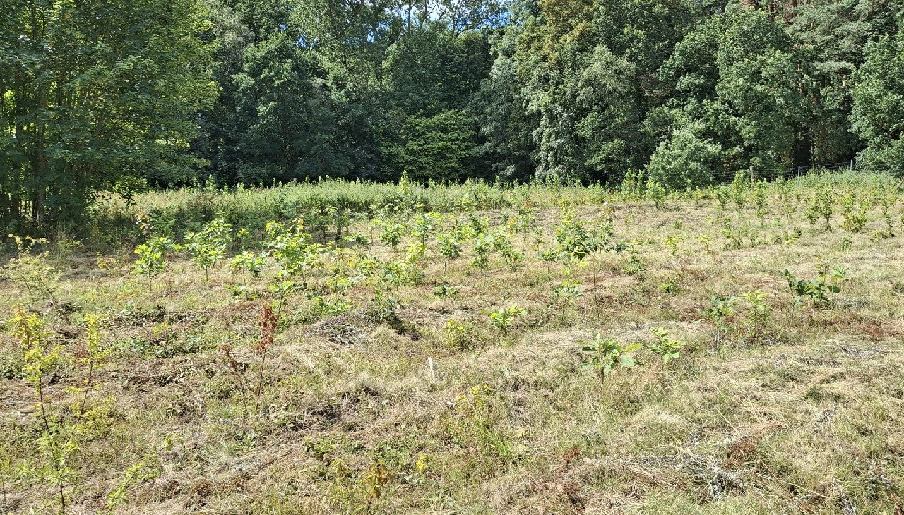 Klimawald Haidhof - Jüngste Auforstungen, © Landesforst MV Klimawald Haidhof - Jüngste Auforstungen, © Landesforst MV