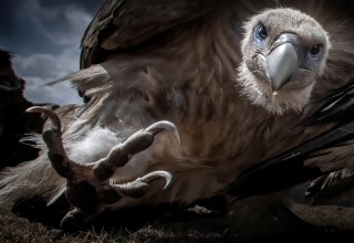 Achtung! - Titel des Gewinnerbildes von Zhu Xingchao des Pölking Awards, © fpa-zhu-xingchao