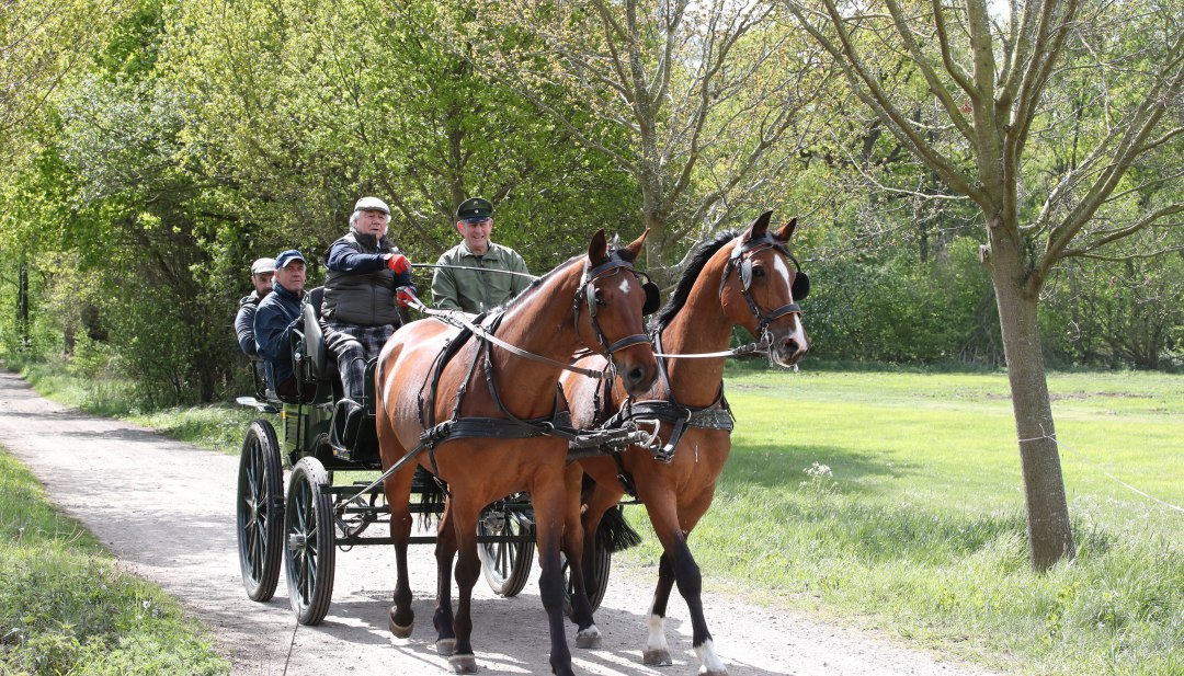 Kutsche fahren lernen auf dem Landgest&uuml;t Redefin, &copy; TMV/Pantel