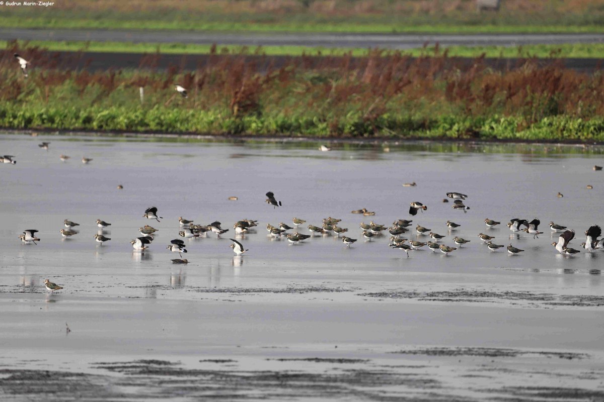 &copy; Marin-Ziegler