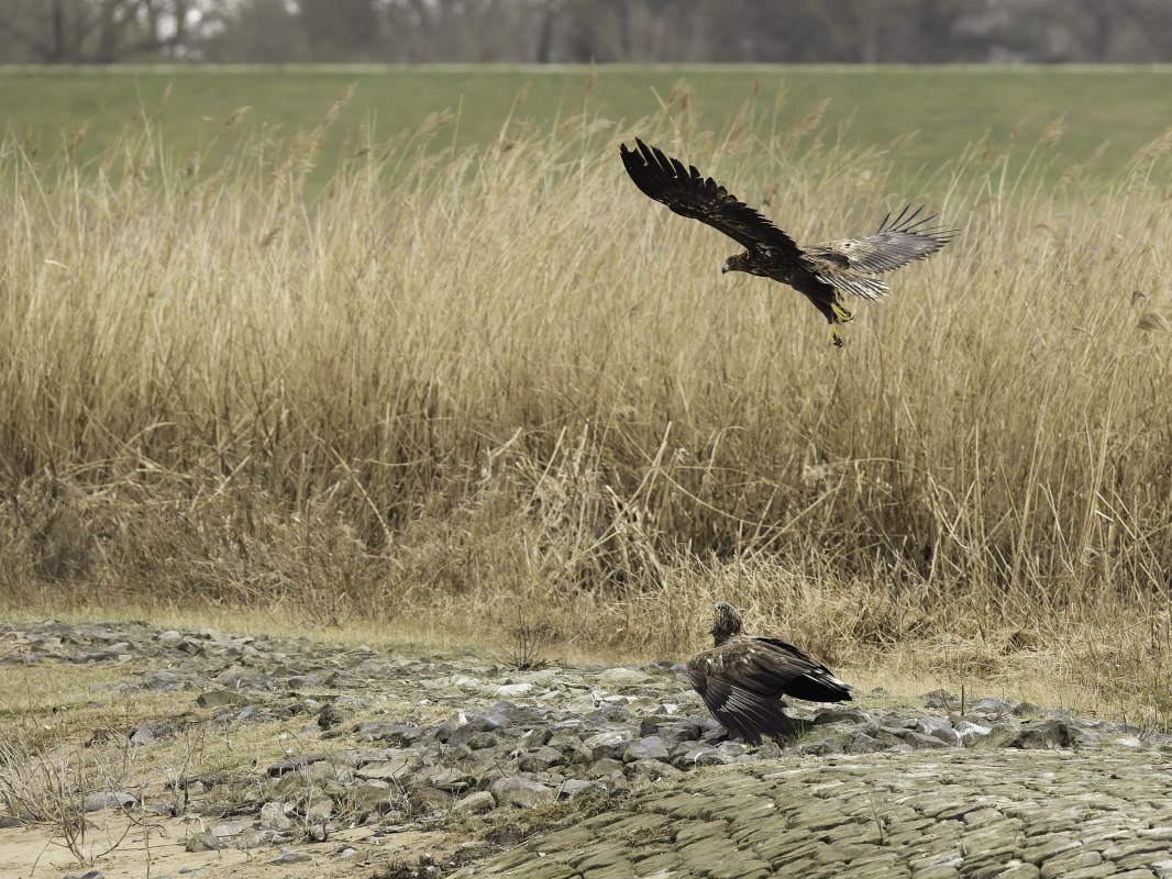 Seeadler an einer Elbbuhne // &copy; Maria Effenberger