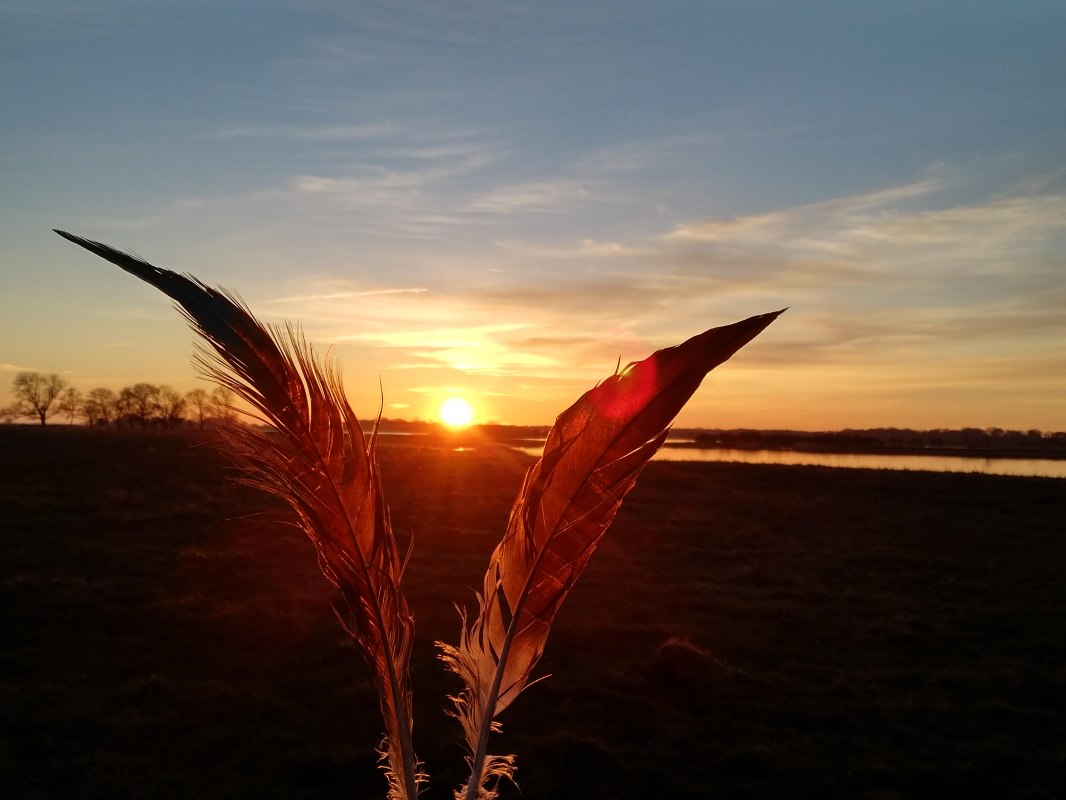 #Insel Ummanz#Sonnenuntergang#Kranichfedern, &copy; Silke Stephan
