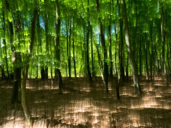 Darsser Wald, &copy; Vogl