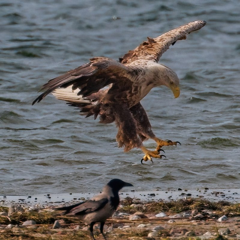 Adulter Seeadler // &copy; Kevin Hempel
