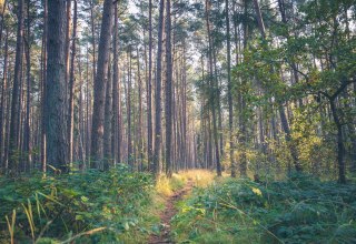 © Kurverwaltung Ostseebad Baabe