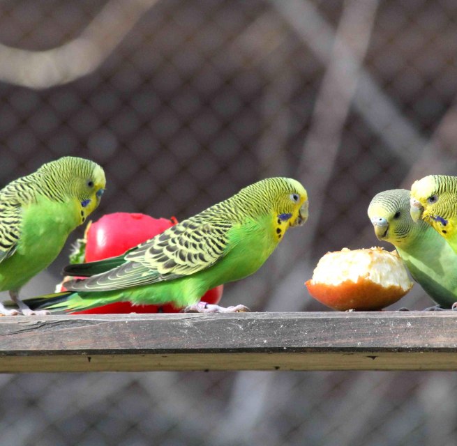 © Wildpark-MV © Wildpark-MV