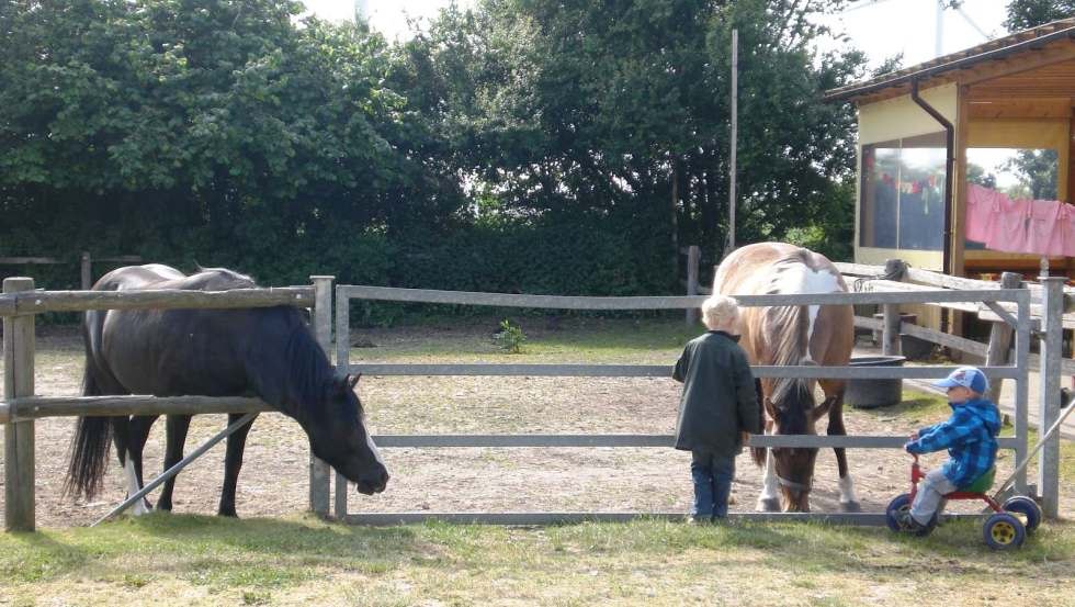 Leila und Baron warten auf eine Ponyreitrunde // © Ferienhof Poggendiek/Roßmann Leila und Baron warten auf eine Ponyreitrunde // © Ferienhof Poggendiek/Roßmann